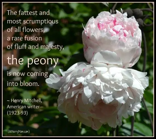 The fattest and  most scrumptious  of all flowers,  a rare fusion  of fluff and majesty,  the peony    is now coming  into bloom.    ~ Henry Mitchell,  American writer  (1923-93) - amerrymom.com