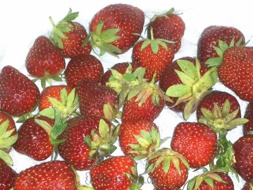 Keeping strawberries fresh in the refrigerator | AMerryMom.com
